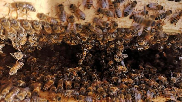 Photo of Honey bees festooning inside a hive