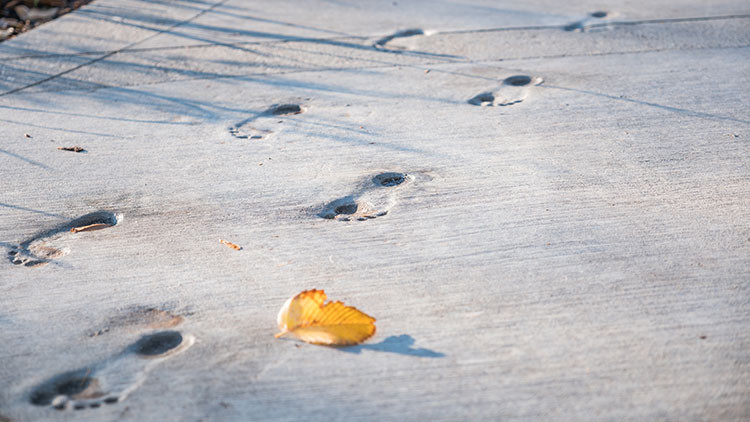 Footprints embedded in the concrete pathway with a gold leaf on the snow