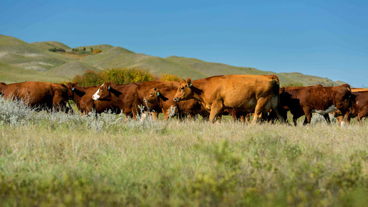 Herd of brown cattle walking, grazing in a green field with rolling green hills in the background