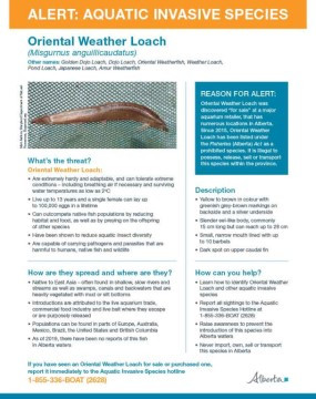 Thumbnail: Alert: Aquatic Invasive Species - Oriental Weather Loach