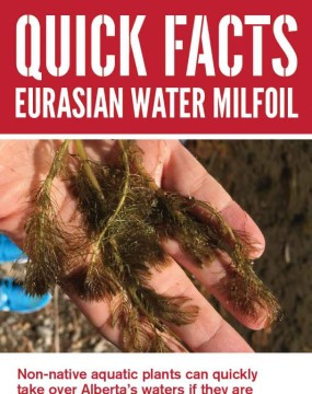 Eurasian Water Milfoil quick facts thumbnail