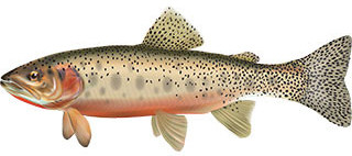 Westlope cutthrout trout