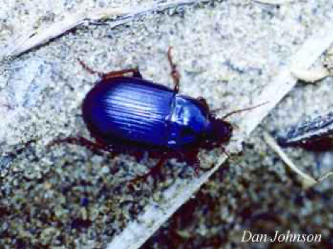 Photo of a Ground beetle