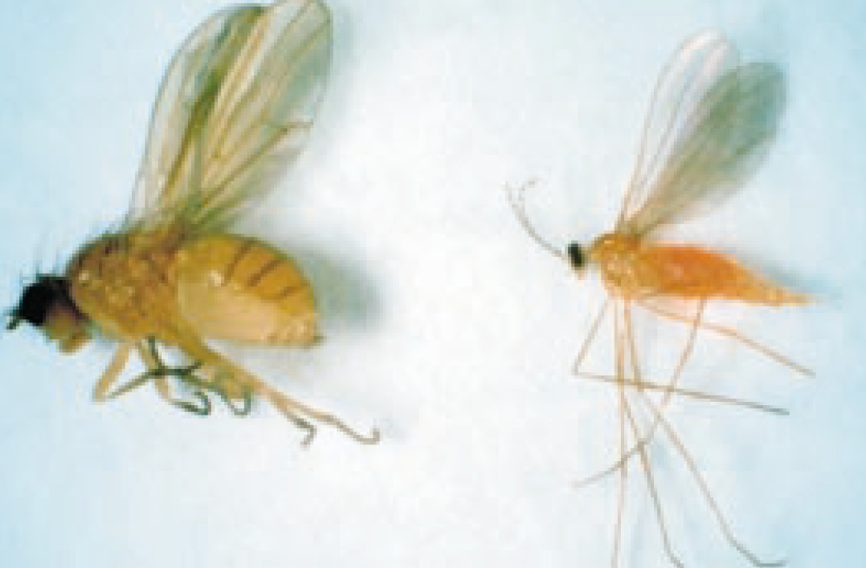 Close-up of Lauxanid, Camptoprosopella borealis and wheat midge flies