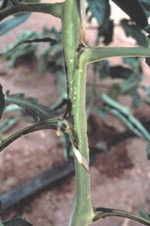 Black streaking of the stem and bacterial ooze, characteristic symptoms of bacterial canker.