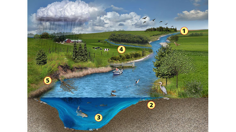 Five elements of a river or stream’s ecology