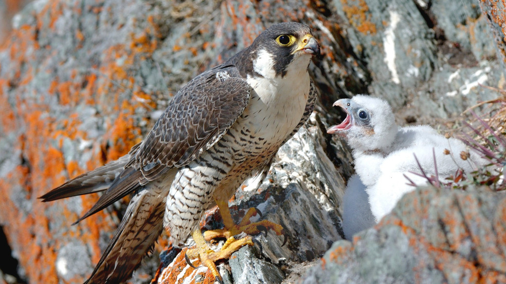 Image of a peregrine falcon and it's chick.