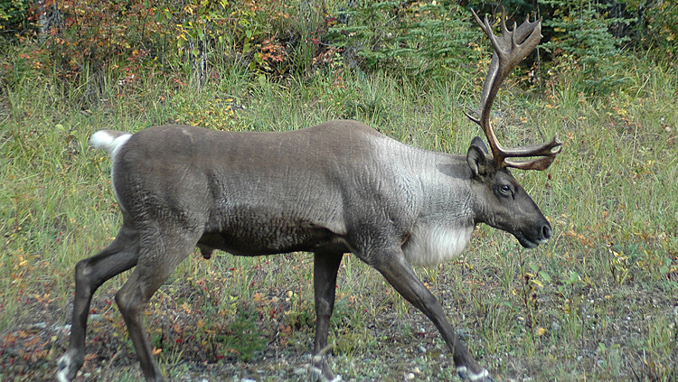 Photo of a Woodland Caribou