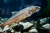 Official Fish - Bull Trout