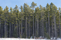 Tree of Alberta - Lodgepole Pine