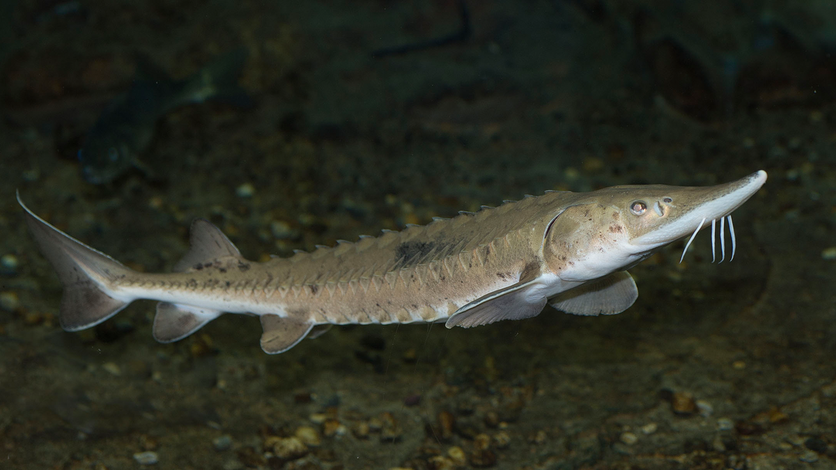 Lake sturgeon