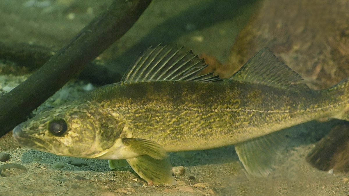 Walleye