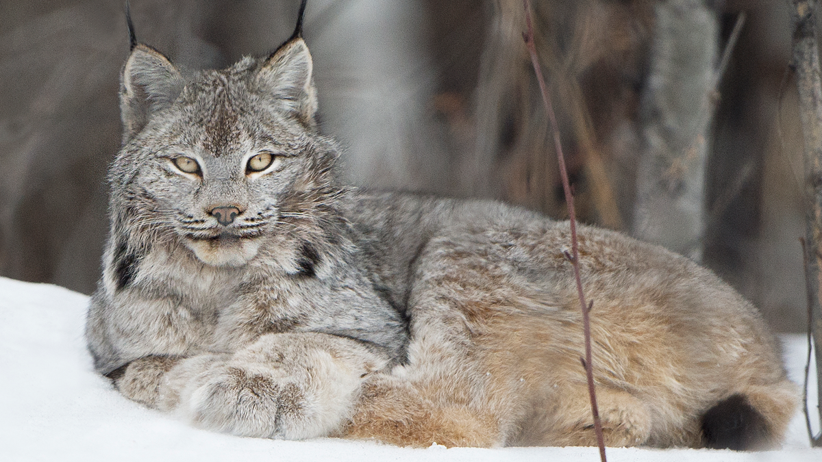 Lynx