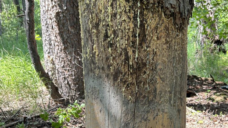 Tree trunk that has been stripped of bark with strands of dried sap