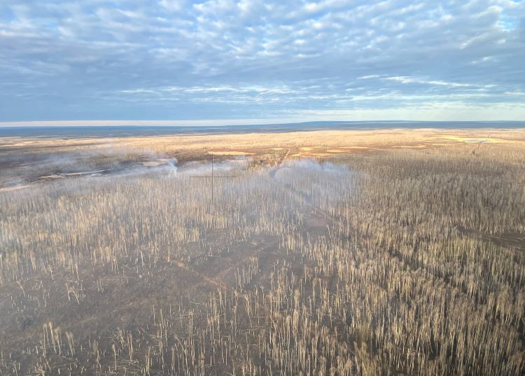 Smoke and no flame is shown in a stand of dead burnt trees.