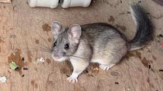 Grey bushy-tailed wood rat with large black eyes and large, rounded, fur covered ears and a bushy tail