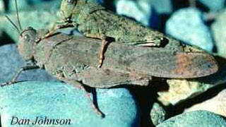 Carolina grasshopper on rocks