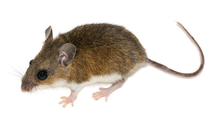 Deer mouse: Brown back, white feet and underside