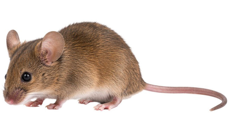 Brown house mouse with large ears and long tail