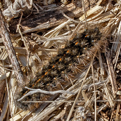 A spiny, black caterpillar with orange dots along its back crawls through field stubble – Apantesis blakei larva. Photo credit: Samantha Plett.