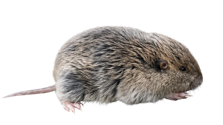 Northern pocket gopher