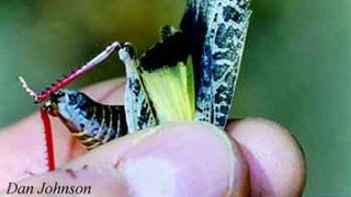 Band-winged grasshopper grasped between a person's fingers