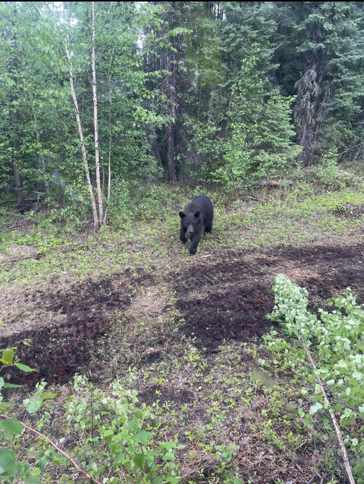 bear_in_the_woods.jpg