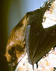 bat on a tree