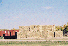 Photo of Baled timothy, ready to be dried down and compressed (processed)