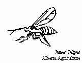 Image of Fungus gnats