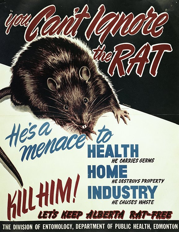 Photo of rat for Rat Awareness posted