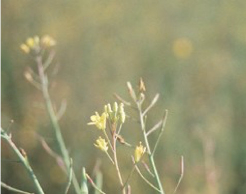 Photo of small pale flowers and poor pod development