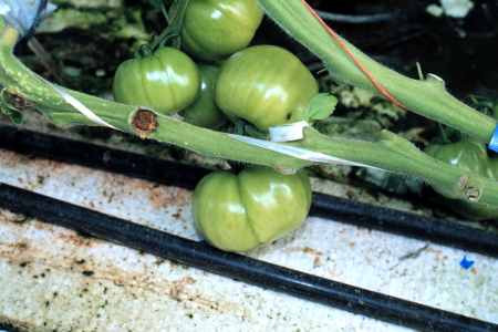 A blackened pruning scar indicating pith necrosis.