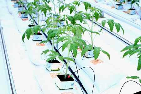 Five week old tomato seedlings on the plastic and ready to be transplanted directly onto the sawdust.