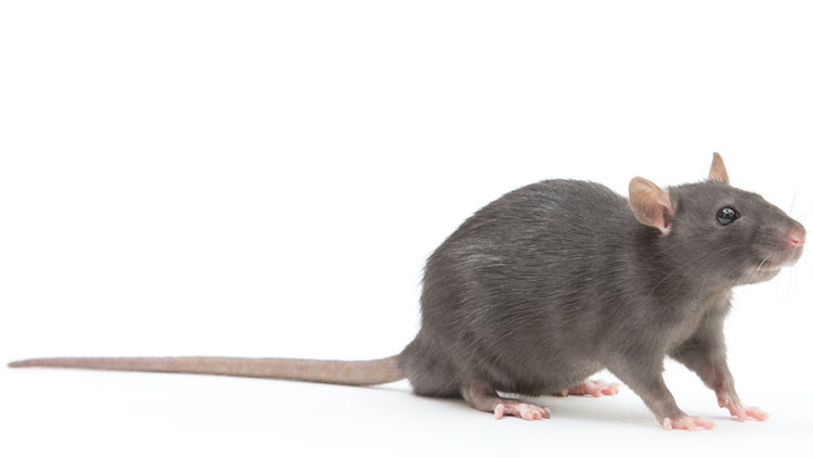 Photo of a Roof rat