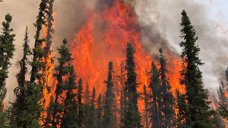 Forest on fire with smoke in the air