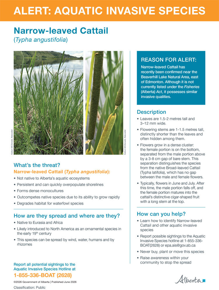 Thumbnail image of fact sheet: ALERT: AQUATIC INVASIVE SPECIES - Narrow-leaved Cattail
