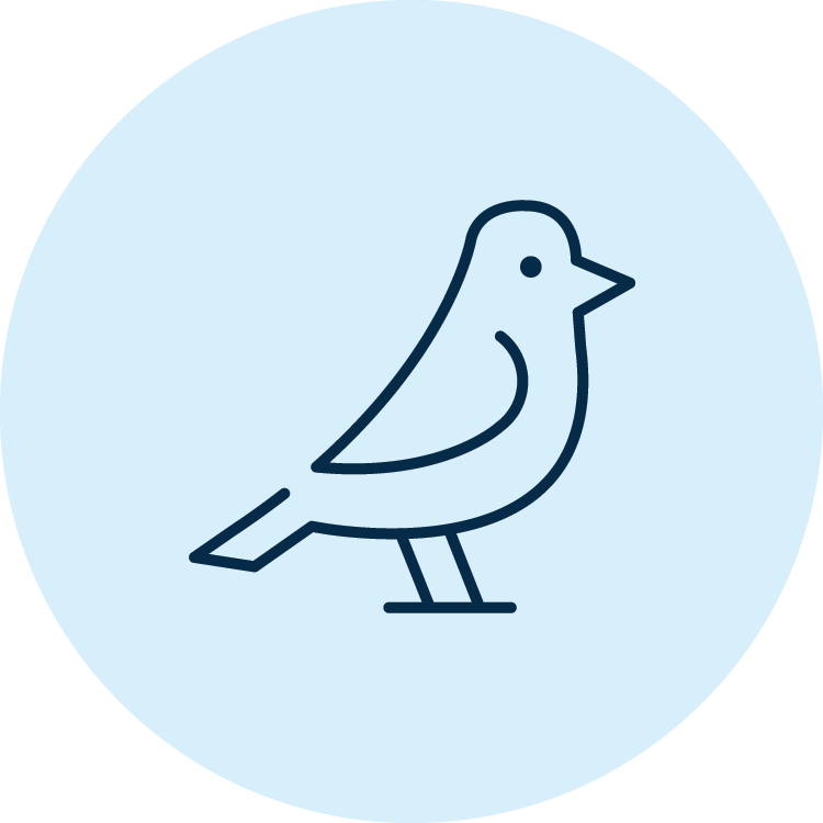 Icon outline of a bird
