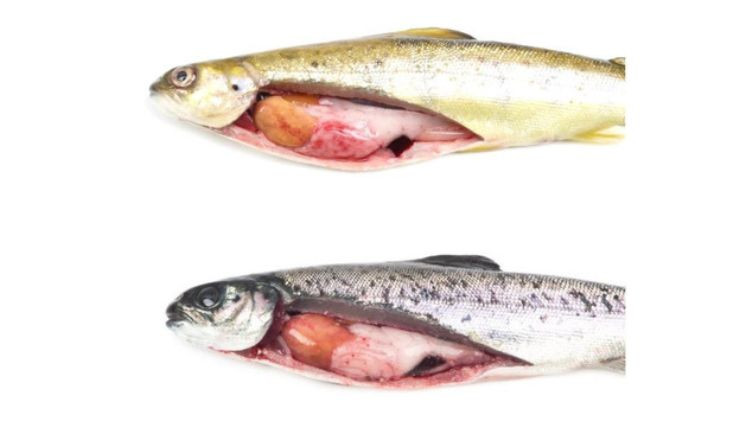 Atlantic salmons infected with infectious pancreatic necrosis disease.
