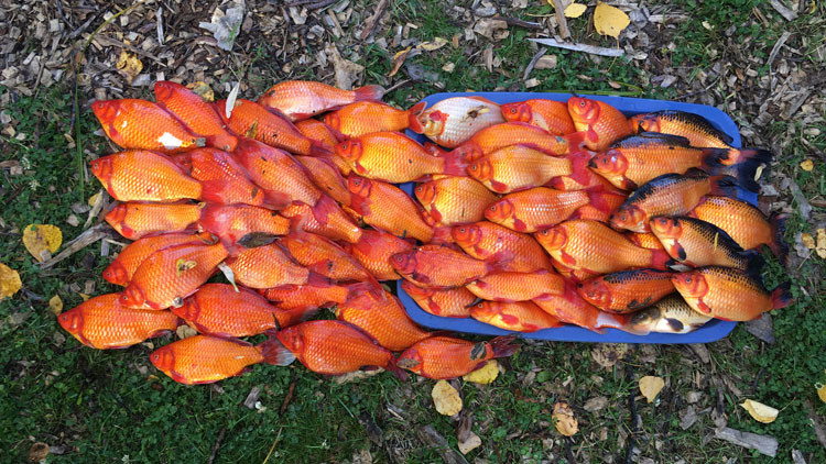Large number of goldfish laying on the ground