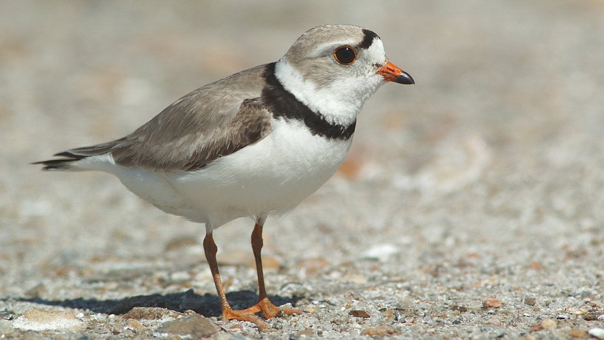 Piping plover
