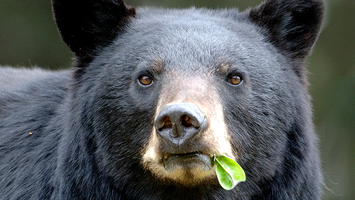 Black bear