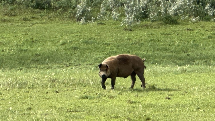 Photo of a domestic pig