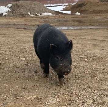 Photo of a pot belly pig