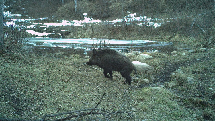 Wild boar climbing up from a dried creek bed in late fall or early winter