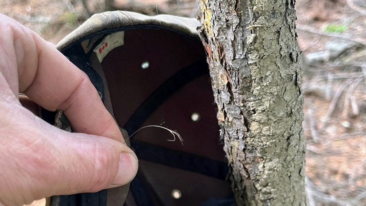 A strand of wild boar hair pinched between thumb and forefinger beside a small tree and the inside of a baseball cap in the background