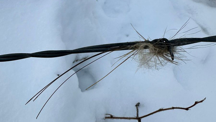 Strands of wild boar hair embedded in a strand of barbed wire with snow-covered ground in the background