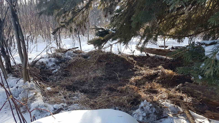 Dirt and small, broken branches spread across the ground underneath the boughs of a pine tree, surrounded by snow-covered ground