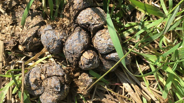 Eight dry, roundish wild boar scat clumped together lying on the ground with green grass