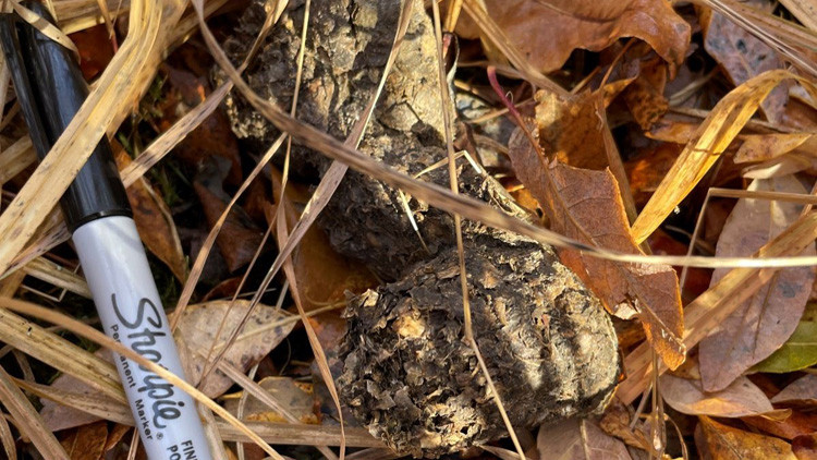 Oblong shape of dried bear scat lying on brown, dried grass and leaves with a Sharpie pen beside it for a size comparison